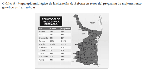 Vacuna contra piroplasmosis en bovinos de Tamaulipas, ventajas y beneficios. - Image 7