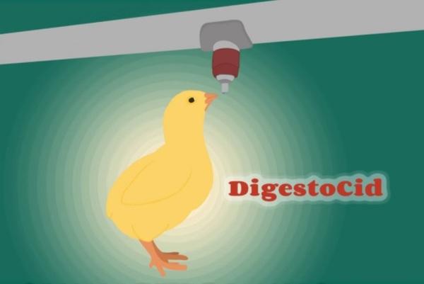 DigestoCid© aumenta la productividad y mejora la composición de la flora intestinal en pollos de engorde - Image 1