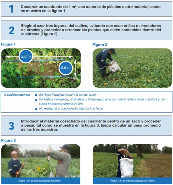FORRAJERAS - Determinaciones en praderas y cultivos suplementarios - Image 10