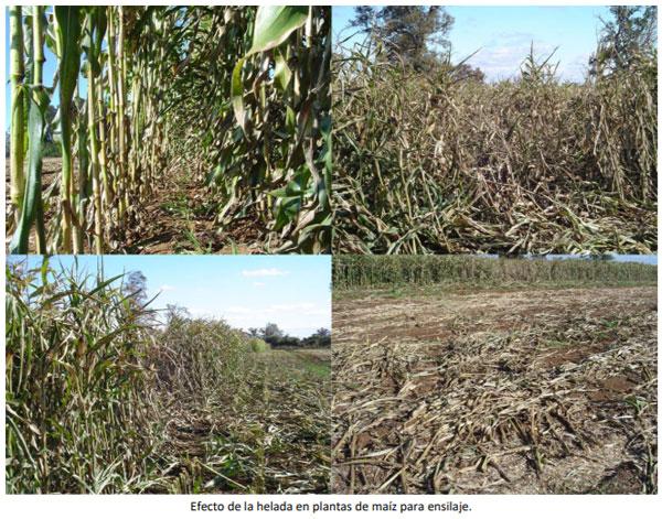Manual del cultivo de maíz para ensilaje - Requerimientos del cultivo: Tercer capítulo - Image 2