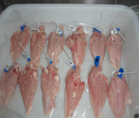Efecto del estrés calorico sobre la relación heterofilo linfocito y la calidad de carne de aves - Image 2