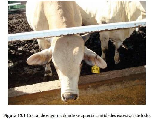 Importancia del bienestar en la producción de bovinos de carne en corral - Image 1
