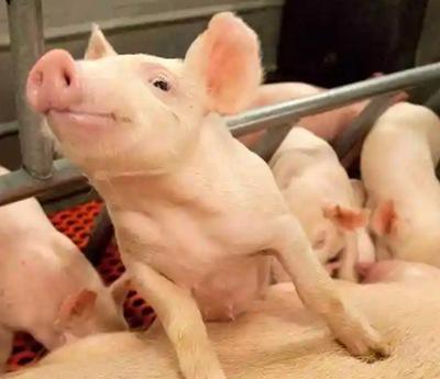Los gruñidos de los cerdos revelan sus emociones - Image 1