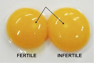 ¡Por qué hay menos huevos fértiles! - Image 6