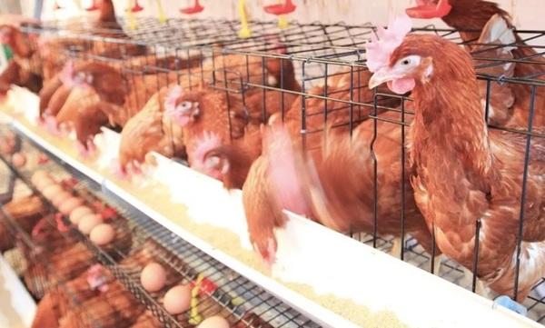 ¿Cómo ajustar la dieta de las gallinas ponedoras a altas temperaturas? - Image 1