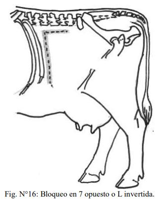Obstetricia y neonatología bovina: VII. Anestesias en obstetricia - Image 5
