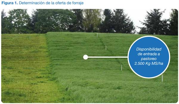 FORRAJERAS - Determinaciones en praderas y cultivos suplementarios - Image 7