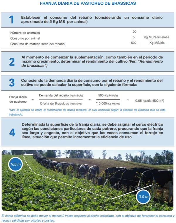 FORRAJERAS - Determinaciones en praderas y cultivos suplementarios - Image 12