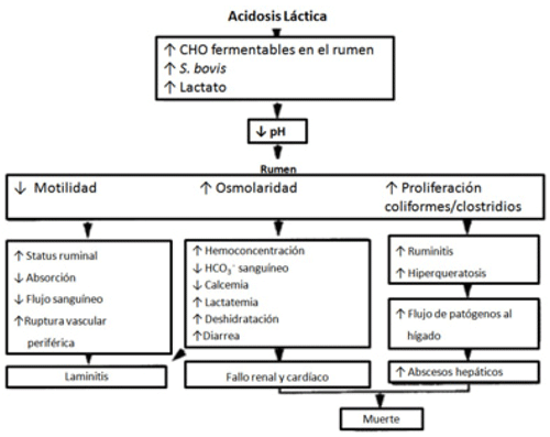 Figura 2. Progresión de los eventos fisiológicos que vinculan la acidosis con la laminitis (Nocek 1997).