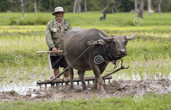 FOTOGRAFÍA 1. Labranza en cultivos con tracción bufalina en Asia FUENTE: Google. Utilización del búfalo para trabajo. Imágenes, 2021.