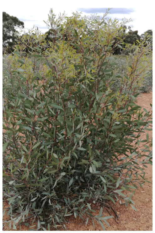 Eucalyptus Polybractea (Australia Eucalyptus Blue Mallee) que crecen en el desierto de Victoria