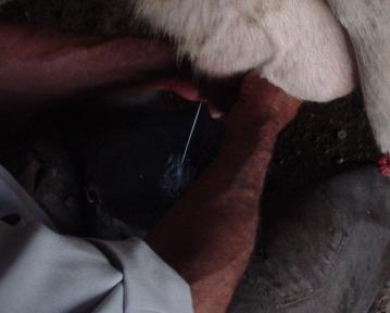 Pruebas para el diagnóstico de la mastitis bovina - Image 8