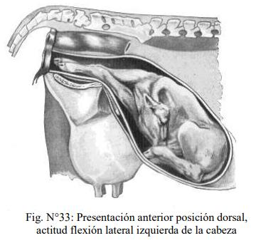 Obstetricia y neonatología bovina: XI. Estática fetal Anormal - Image 1