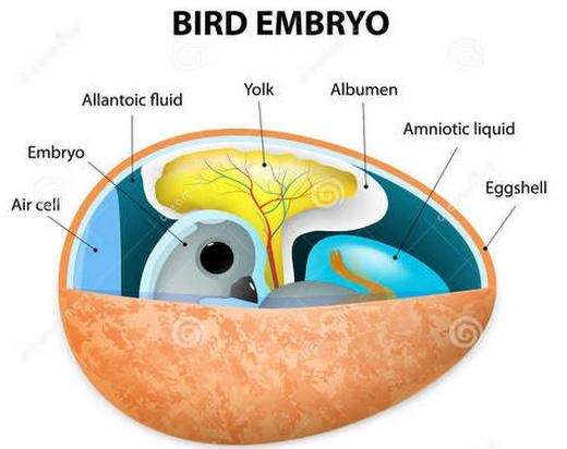 Beneficios de la alimentación in ovo del embrión de pollo - Image 1
