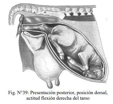 Obstetricia y neonatología bovina: XI. Estática fetal Anormal - Image 7