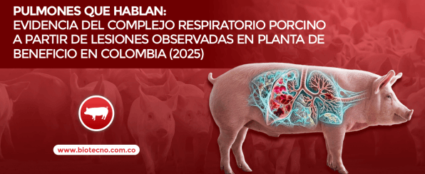 Pulmones que hablan: evidencia del complejo respiratorio porcino - Image 1