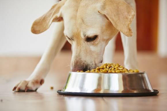 Garantizar un alimento saludable para las mascotas - Image 1