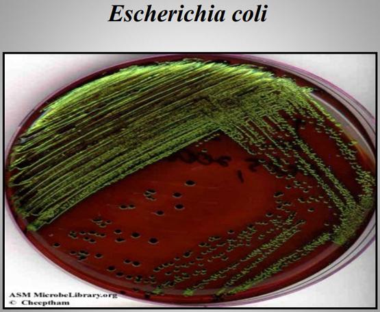 Importancia de los cultivos bacteriológicos en el diagnóstico de la mastitis bovina y antibiograma - Image 12