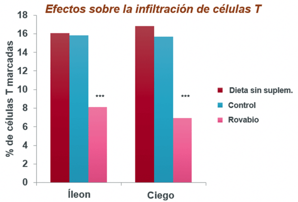 Figura 3 – Rovabio® disminuyó significativamente la infiltración de células T en el íleon y el ciego de los pollos el día 14 (P < 0.05)