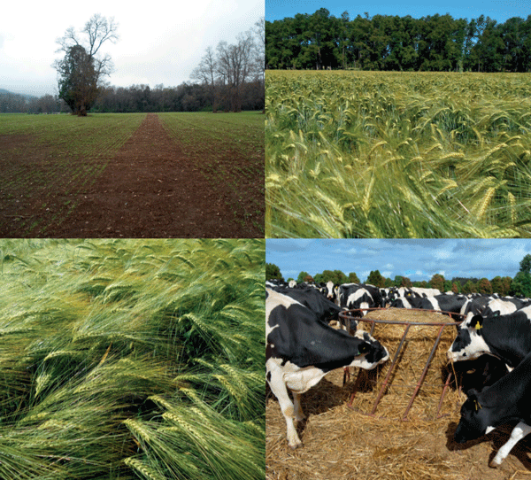 SUPLEMENTARIOS - Cebada (Hordeum vulgare L. ssp. vulgare) - Image 1