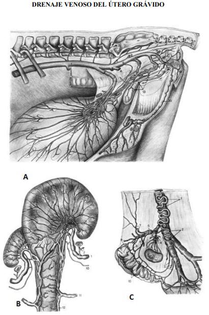 Obstetricia y neonatología bovina: I. Anatomía del aparato reproductor Femenino - Image 5
