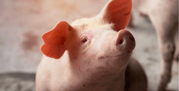 Las mejores prácticas para producir más y mejor carne de cerdo - Image 1