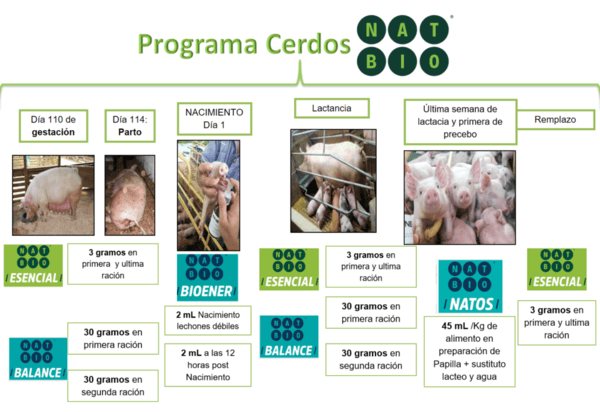 Caso de éxito en Porcinos con Programa Integral Natbio - Image 3
