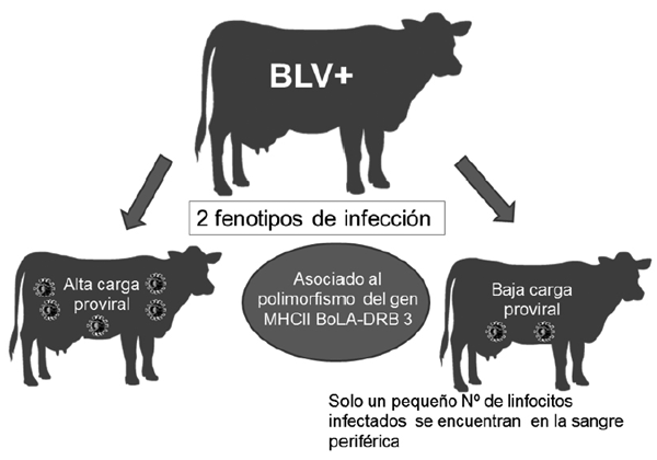 Fenotipos de infección con el virus de la Leucosis bovina. Animales de baja carga viral y animales de alta carga viral (Juliarena et a., 2016).