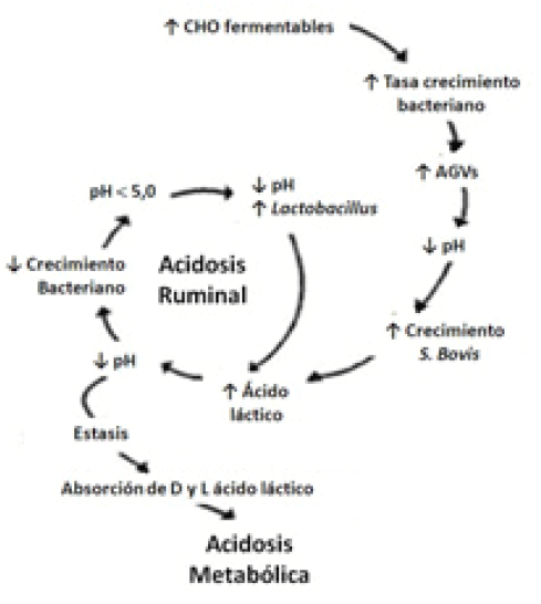 Figura 1. Secuencia de eventos asociados con la inducción de acidosis láctica ruminal aguda. CHO= carbohidratos (Nocek 1997).