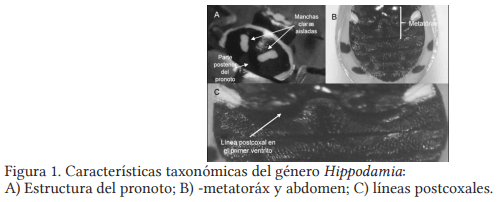 Colecta e identificación taxonómica de Coccinellidos que atacan al pulgón amarillo Melanaphis Sacchari Zehntner en sorgo en el sur de Tamaulipas - Image 1