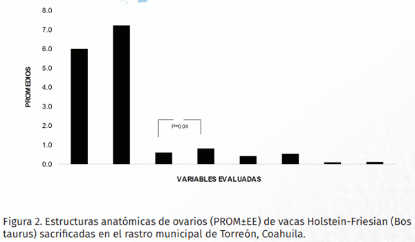 Estudio morfométrico de ovarios obtenidos de vacas Holstein-Friesian (bos taurus): Resultados preliminares - Image 2