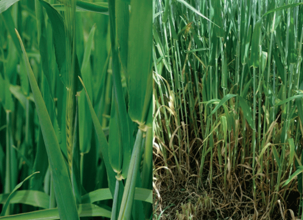 Stay green de cebada hibrida al momento de la cosecha de forraje para ensilaje