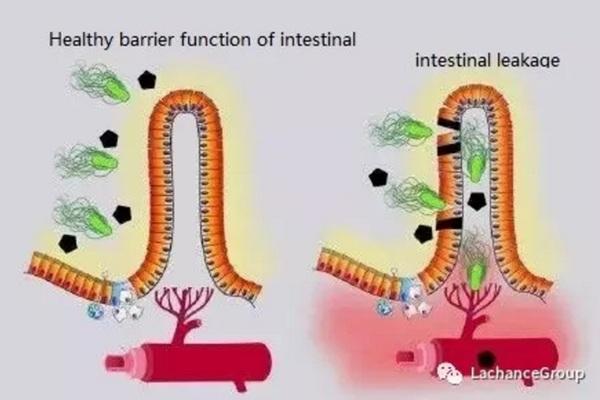 La verdad sobre la función de barrera intestinal en animales de granja - Image 1