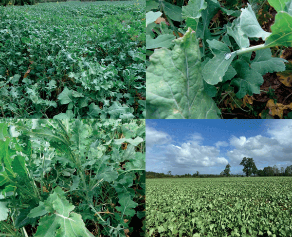 SUPLEMENTARIOS - Raps Forrajero Brassica napus L. subsp. biennis - Image 2