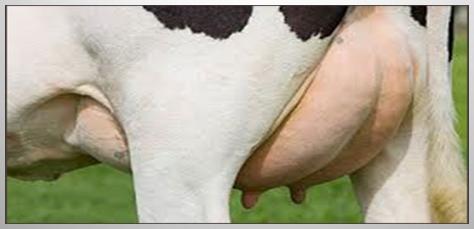Importancia de los cultivos bacteriológicos en el diagnóstico de la mastitis bovina y antibiograma - Image 2