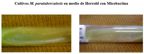 Diagnóstico de la paratuberculosis bovina en Jalisco, mediante técnicas de biología molecular y estandarizadas - Image 1