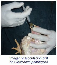 Efecto de la suplementación de aceite esencial de orégano sobre el estado antioxidante de pollos de carne - Image 2
