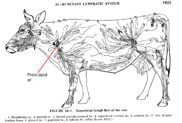 Identificación de biomarcadores de resistencia natural a Mycobacterium bovis en el ganado bovino - Image 29