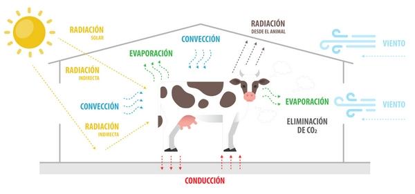 Estrés calórico en ganado lechero I: Sus componentes y sus efectos - Image 2
