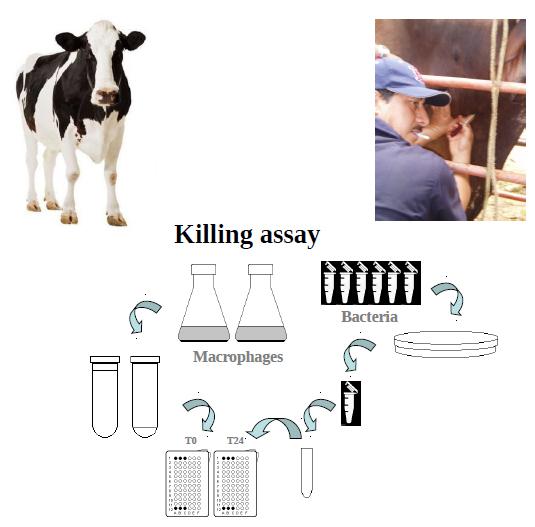 Identificación de biomarcadores de resistencia natural a Mycobacterium bovis en el ganado bovino - Image 6