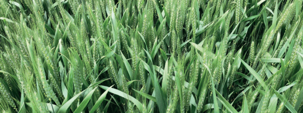 SUPLEMENTARIOS - Triticale (x Triticosecale Wittmack) - Image 1