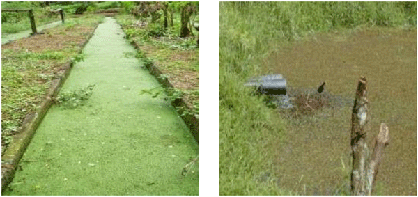 FIGURA 7. Plantas acuáticas flotantes, como cobertura en canaletas de sedimentación y en lagunas de descontaminación, que impiden la proliferación de larvas de zancudos en zonas endémicas de Dengue, Zika, Chikungunya, Malaria y Fiebre amarilla, enfermedades humanas cuya incidencia se verá incrementada debido al calentamiento global. FUENTE: Raúl Botero Botero, 2015.