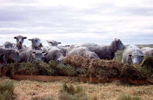 Suplementación estratégica de ovejas Corriedale para aumentar la tasa de señalada en la Estepa Magallánica seca - Image 3