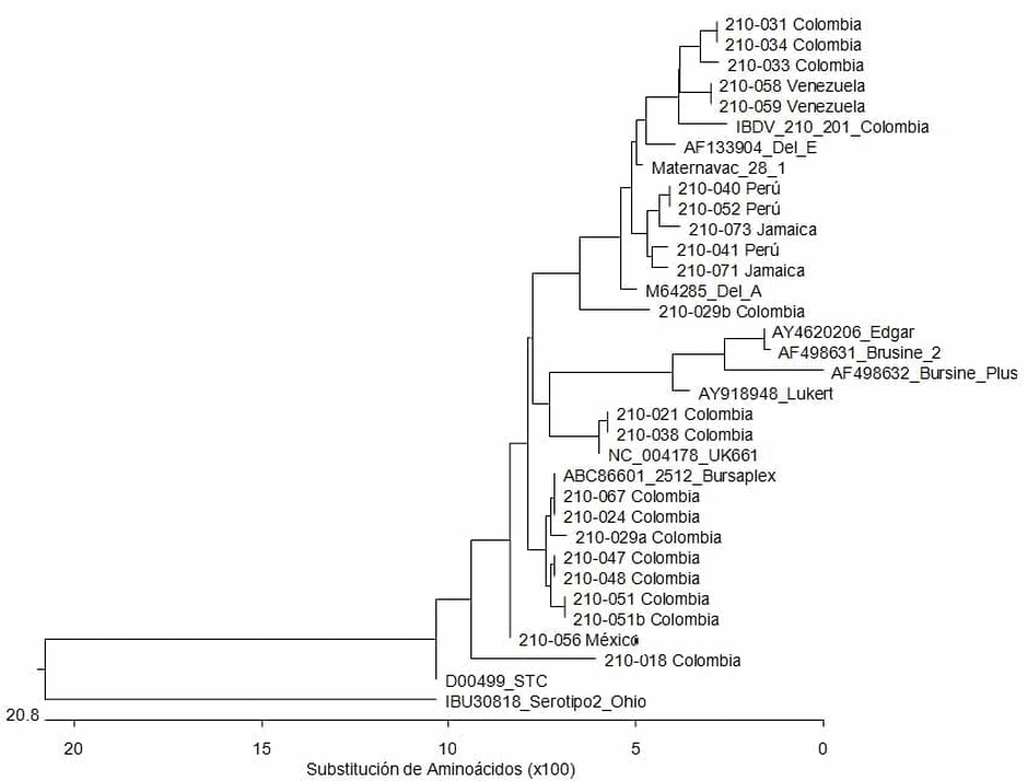 Caracterización molecular del virus de la enfermedad de gumboro en casos diagnosticados en América Latina en 2010 - Image 1