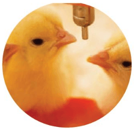Nutrición de pollitos. Primera y última semana - Image 1