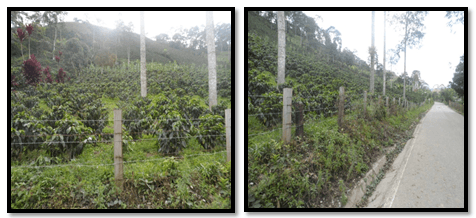 Evaluacion de la alternativa de multiplicacion artesanal del hongo beauveria bassiana, para el control de la broca (hypothenemus hampei) del café - Image 5