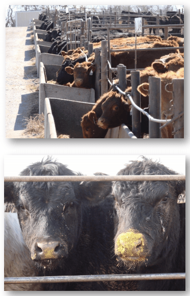 Utilización de subproductos de la industria del etanol en la engorda de bovinos - Image 4