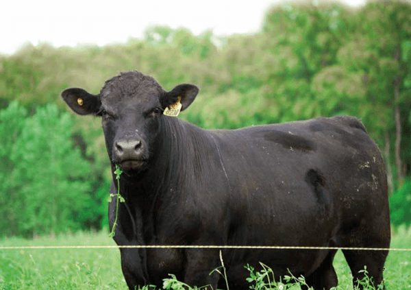  Selección de toros de carne: Las apariencias engañan - Image 2
