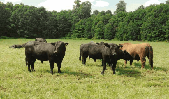  Selección de toros de carne: Las apariencias engañan - Image 5