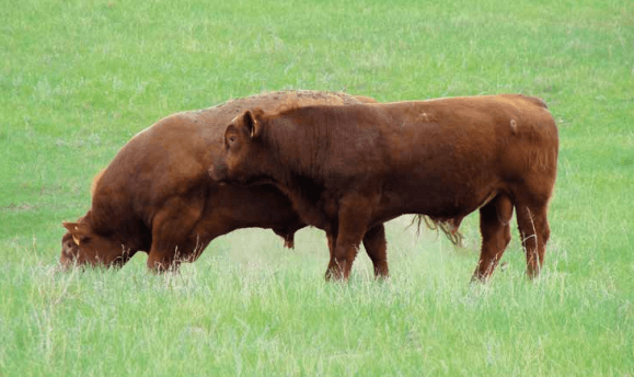  Selección de toros de carne: Las apariencias engañan - Image 3